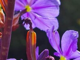 Aristea bakeri flowers seen from behind
